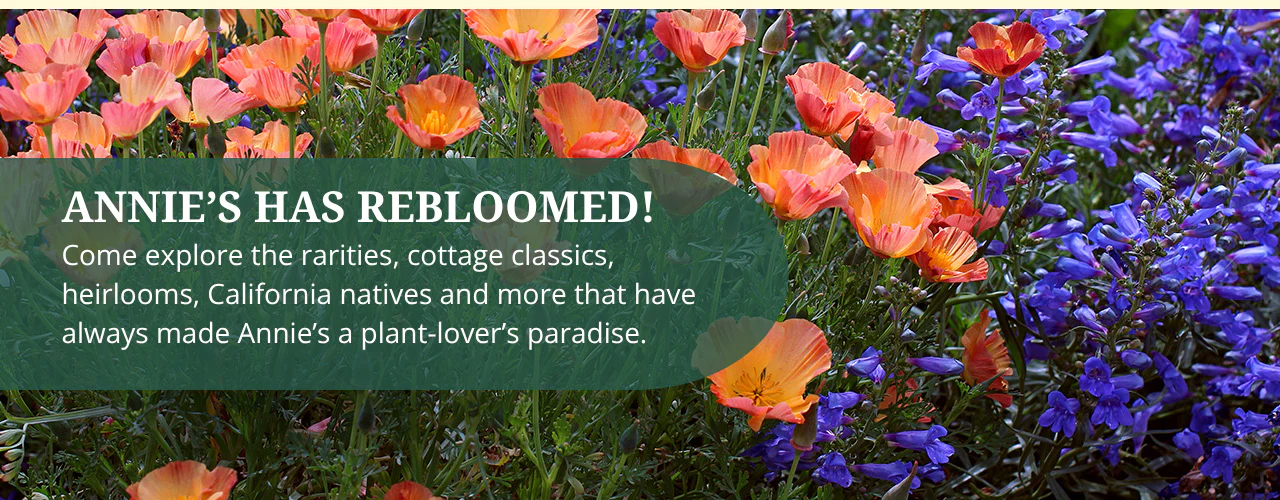 Rare Blooms for Extraordinary Gardens