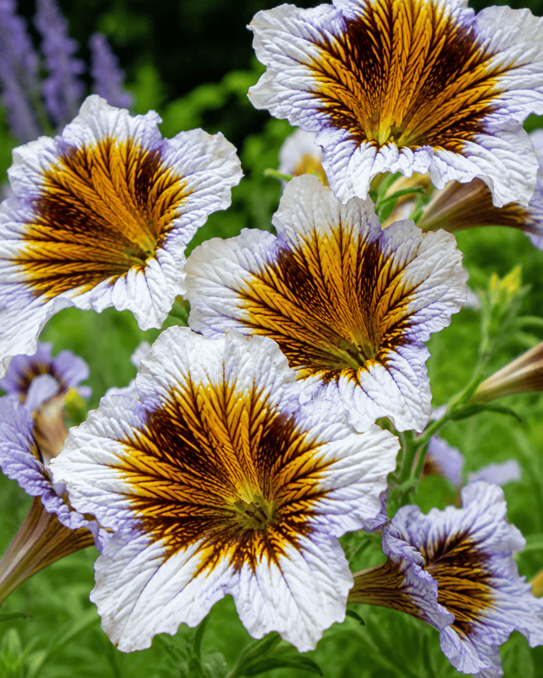 Sale - Annuals